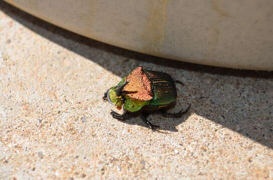 Image of Rainbow Scarab