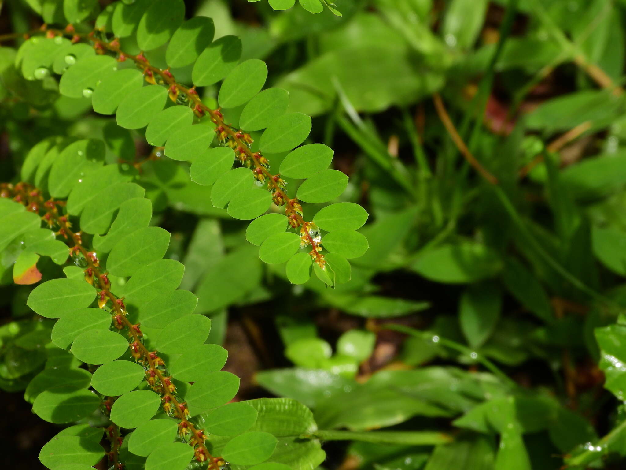 Image de Phyllanthus caroliniensis subsp. caroliniensis