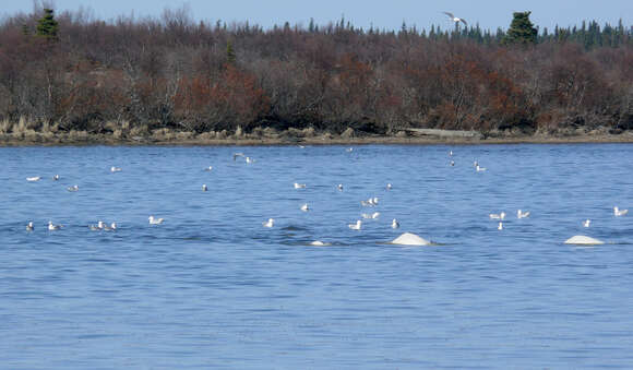 Image of white whales