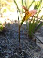 Image of Romulea setifolia var. setifolia