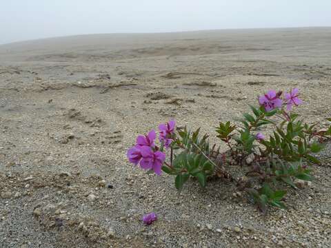 Image of dwarf fireweed