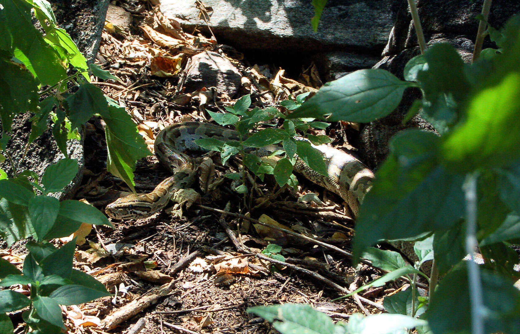 Image of African rock python