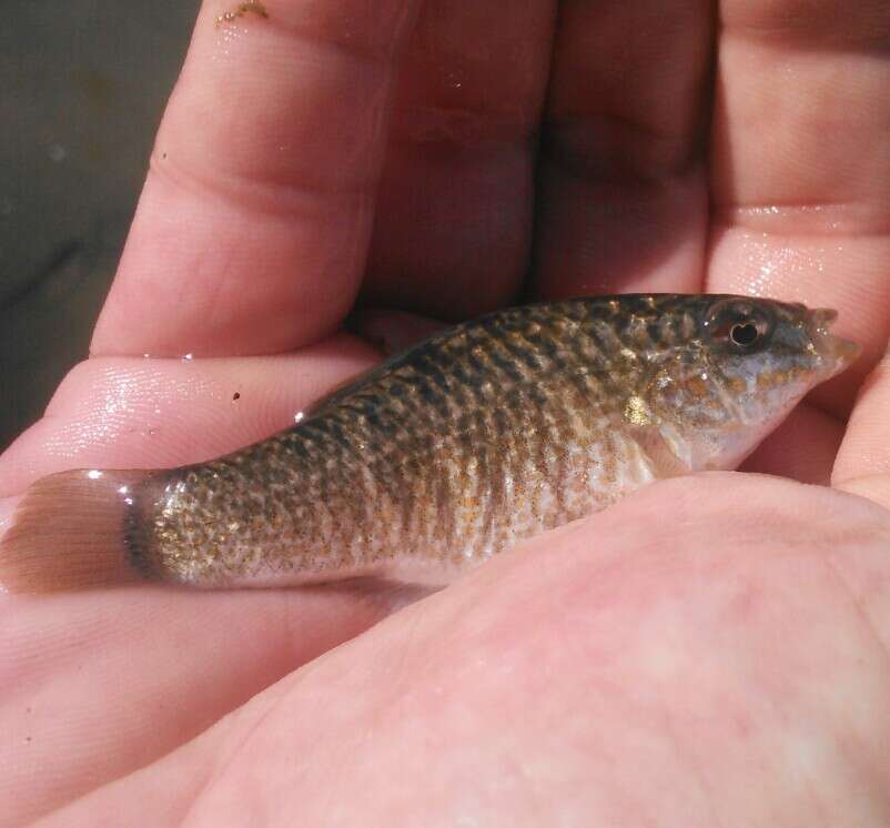 Image of Goldspotted killifish