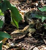 Image of African rock python