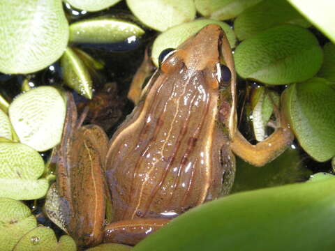 Image of Mascarene Grass Frog