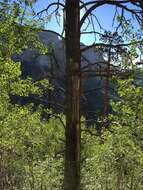 Image of quaking aspen