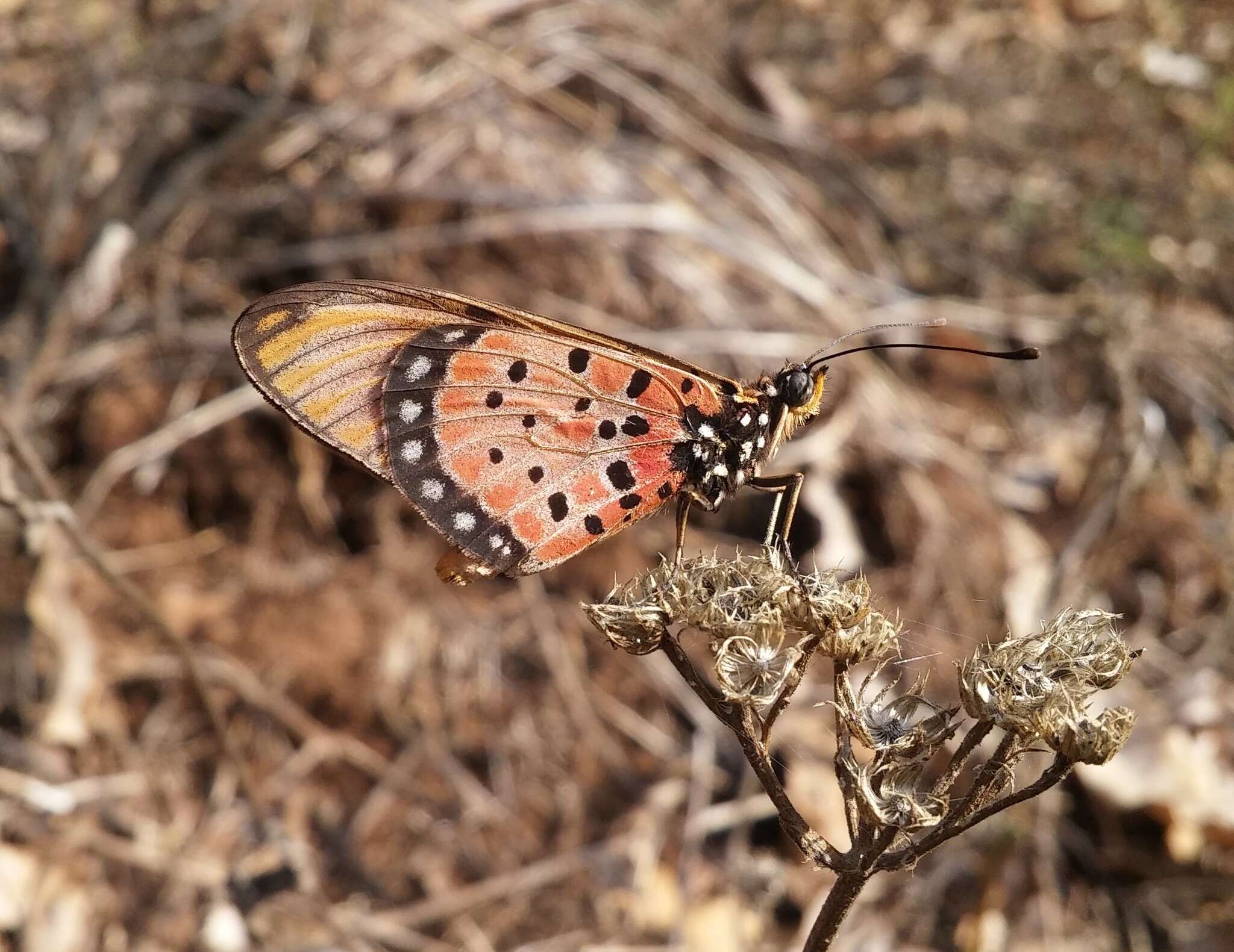 Image de Acraea natalica Boisduval 1847