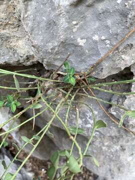 Sivun Euphorbia fragifera Jan kuva