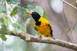 Image of Black-hooded Oriole