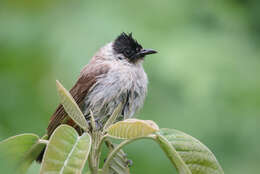 Image of Sooty-headed Bulbul