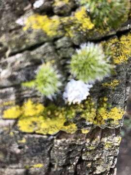 Image of pulvinate dry rock moss