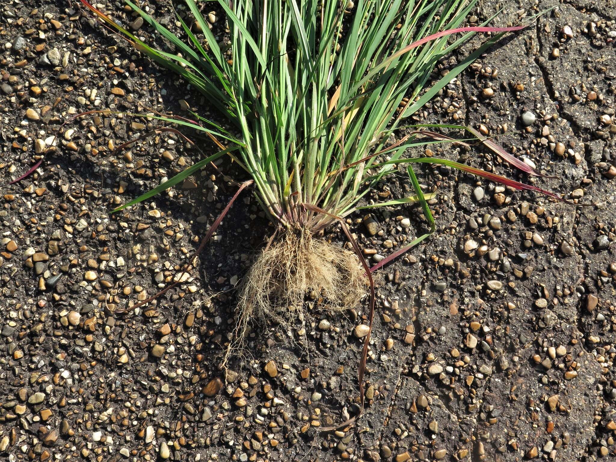 Image of shaggy crabgrass