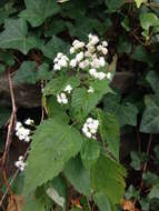 Imagem de Ageratina altissima (L.) R. King & H. Rob.