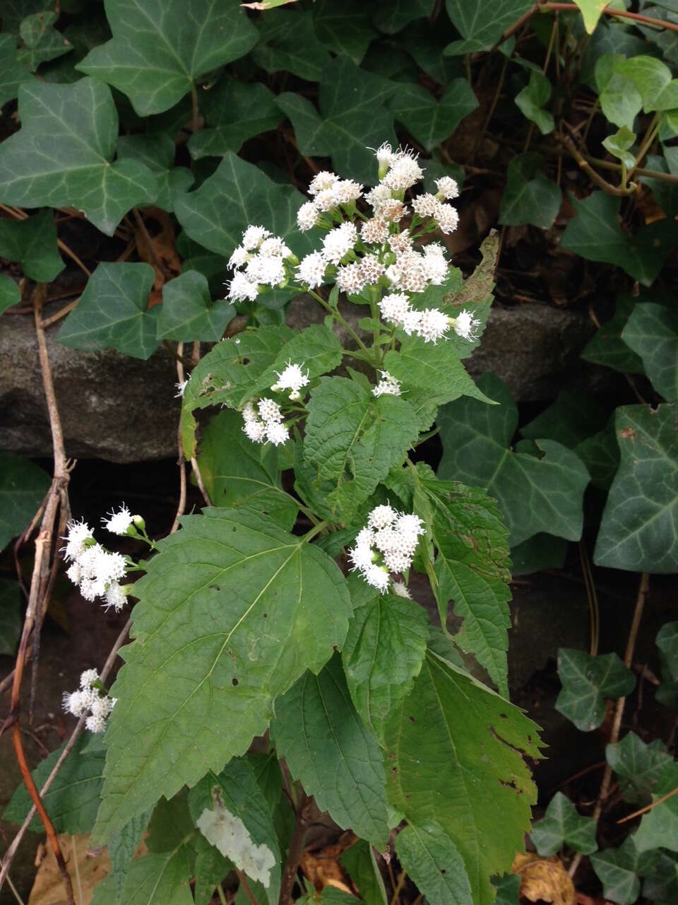 Image of white snakeroot