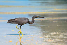 Image de Aigrette sacrée