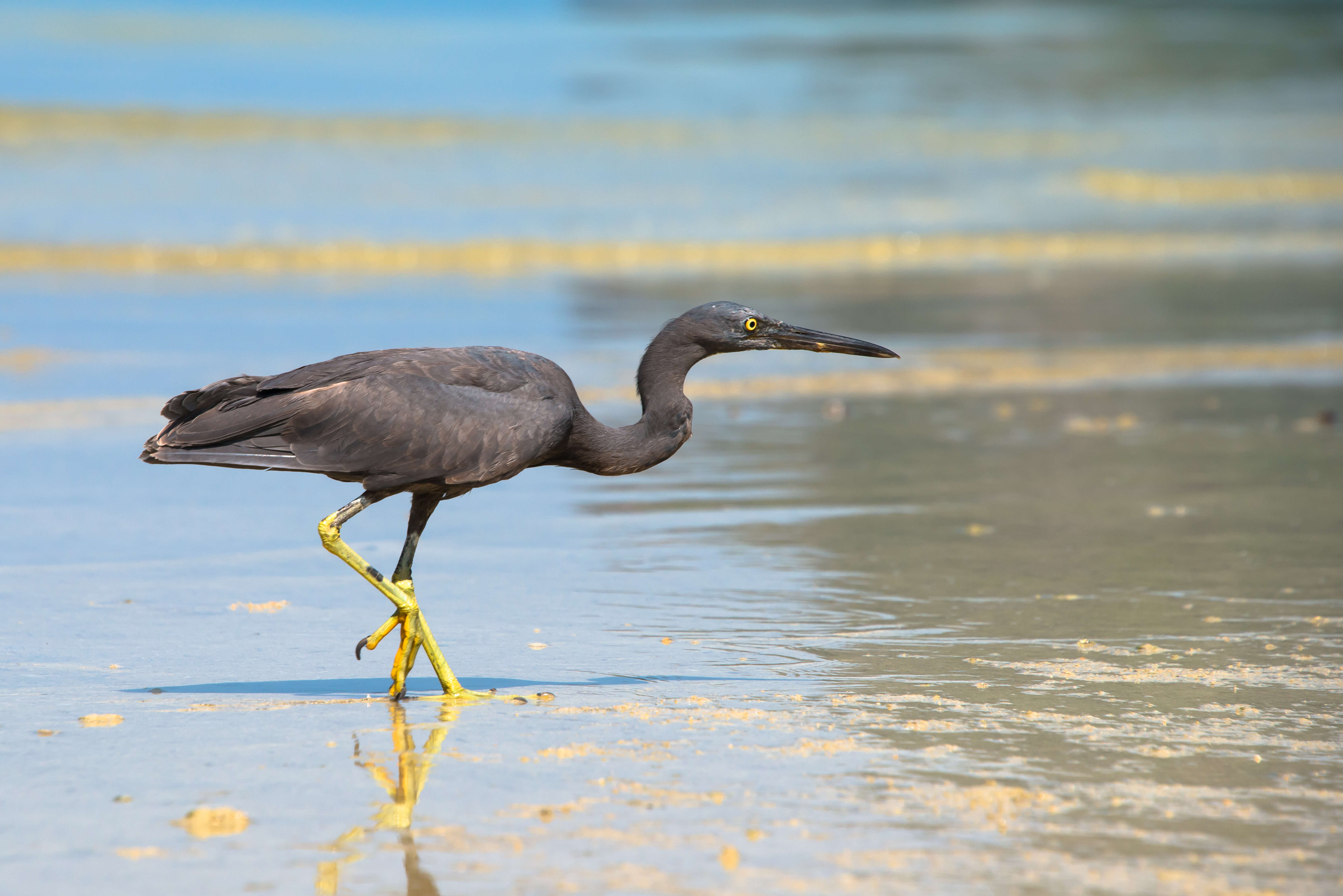 Image de Aigrette sacrée