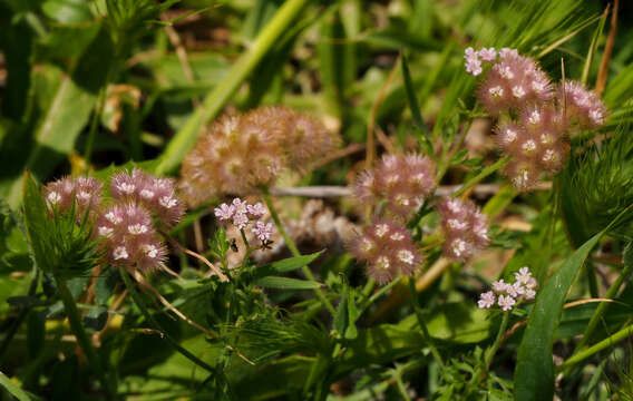 Image de Torilis trichosperma (L.) Spreng.