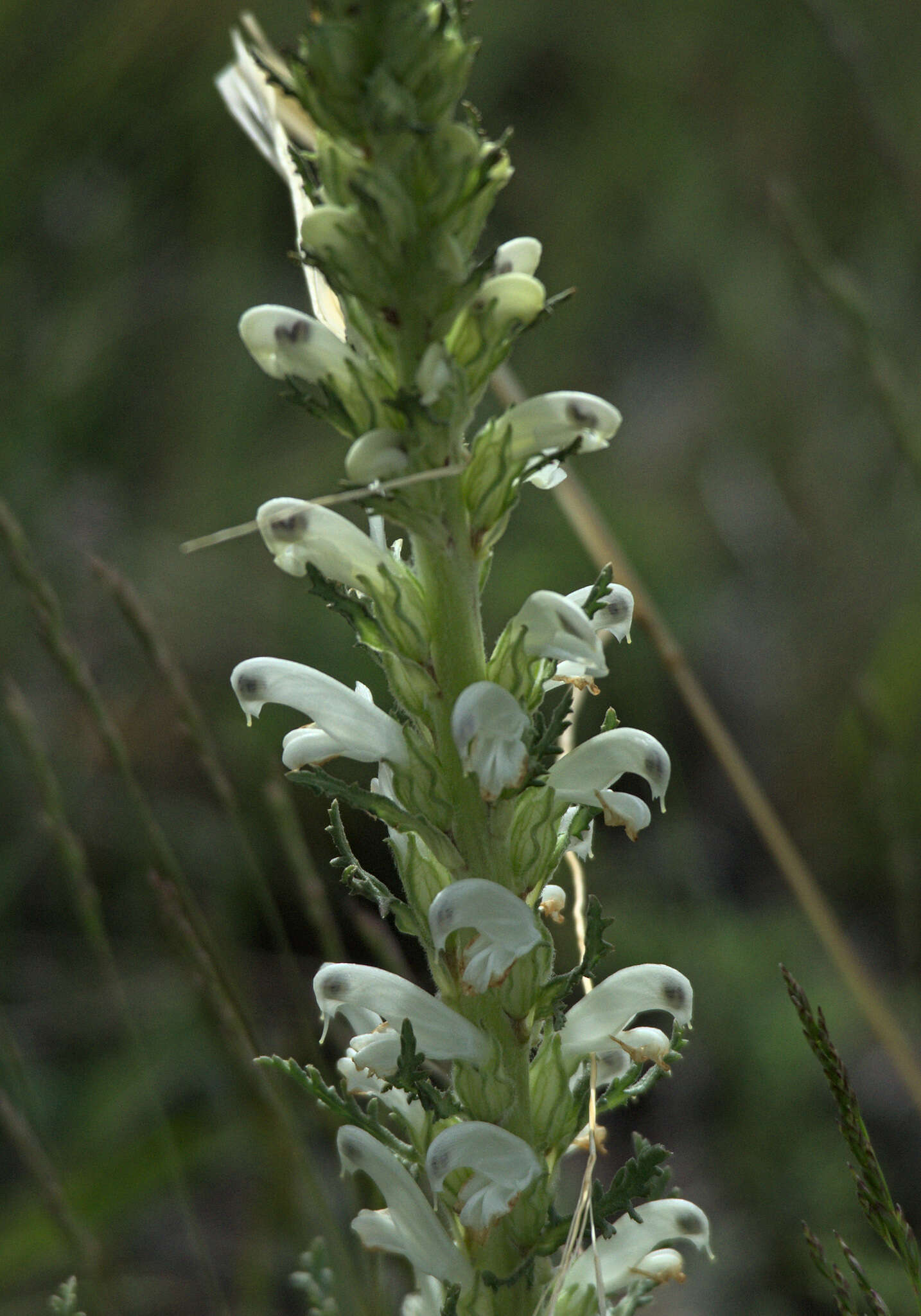 Image of Pedicularis achilleifolia Stephan ex Willd.