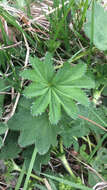 Image of Alchemilla vulgaris L.
