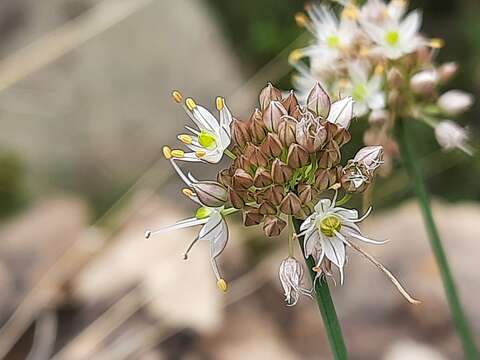 Image of Allium saxatile M. Bieb.