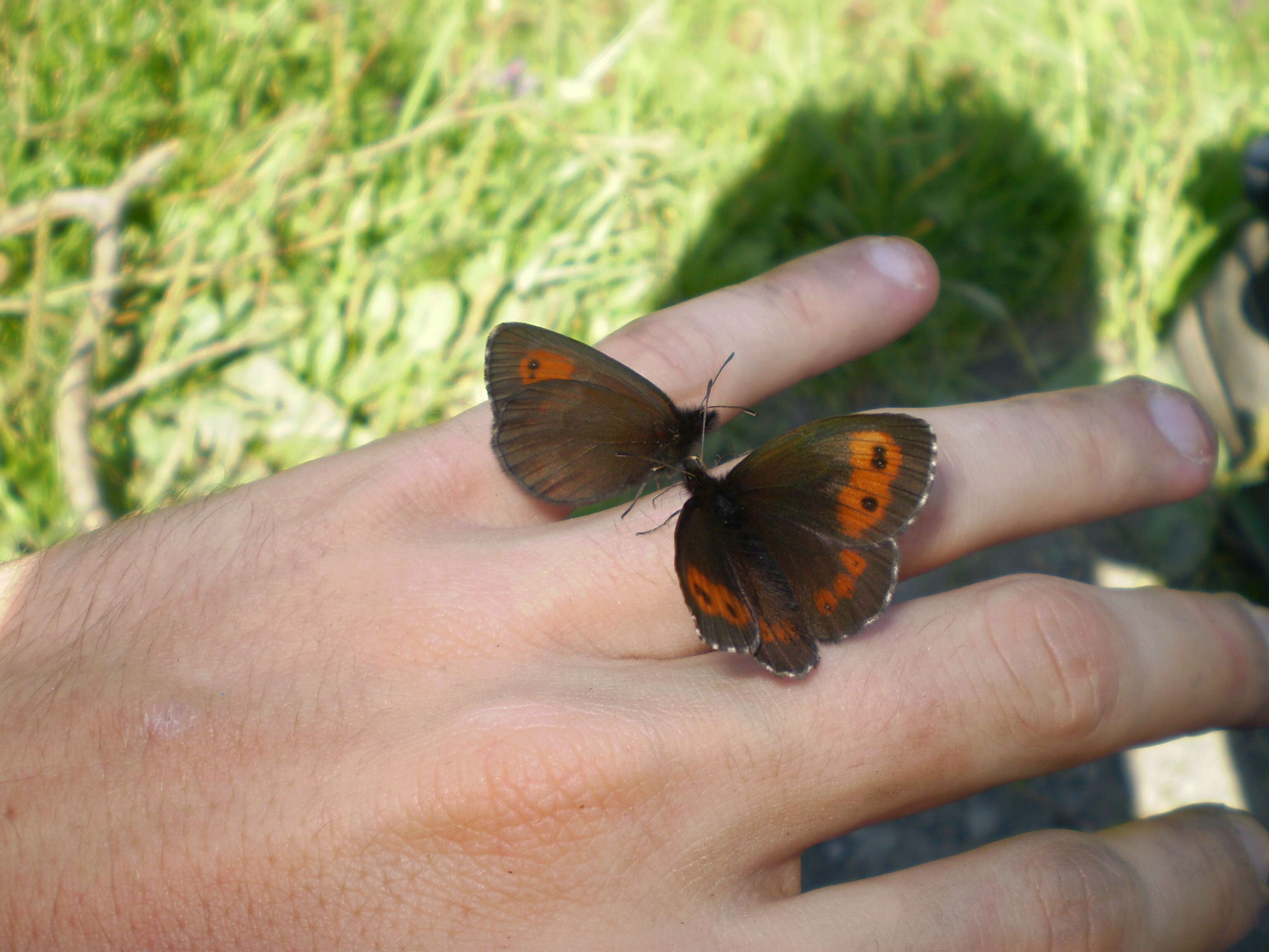 Image of Erebia euryale Esper 1777