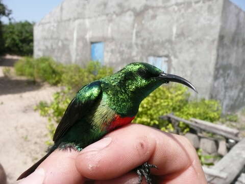 Image of Beautiful Sunbird