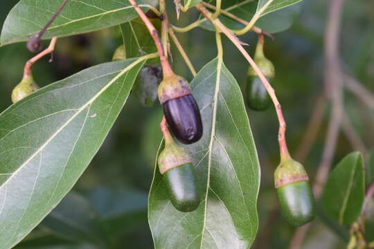 Image de Nectandra turbacensis (Kunth) Nees