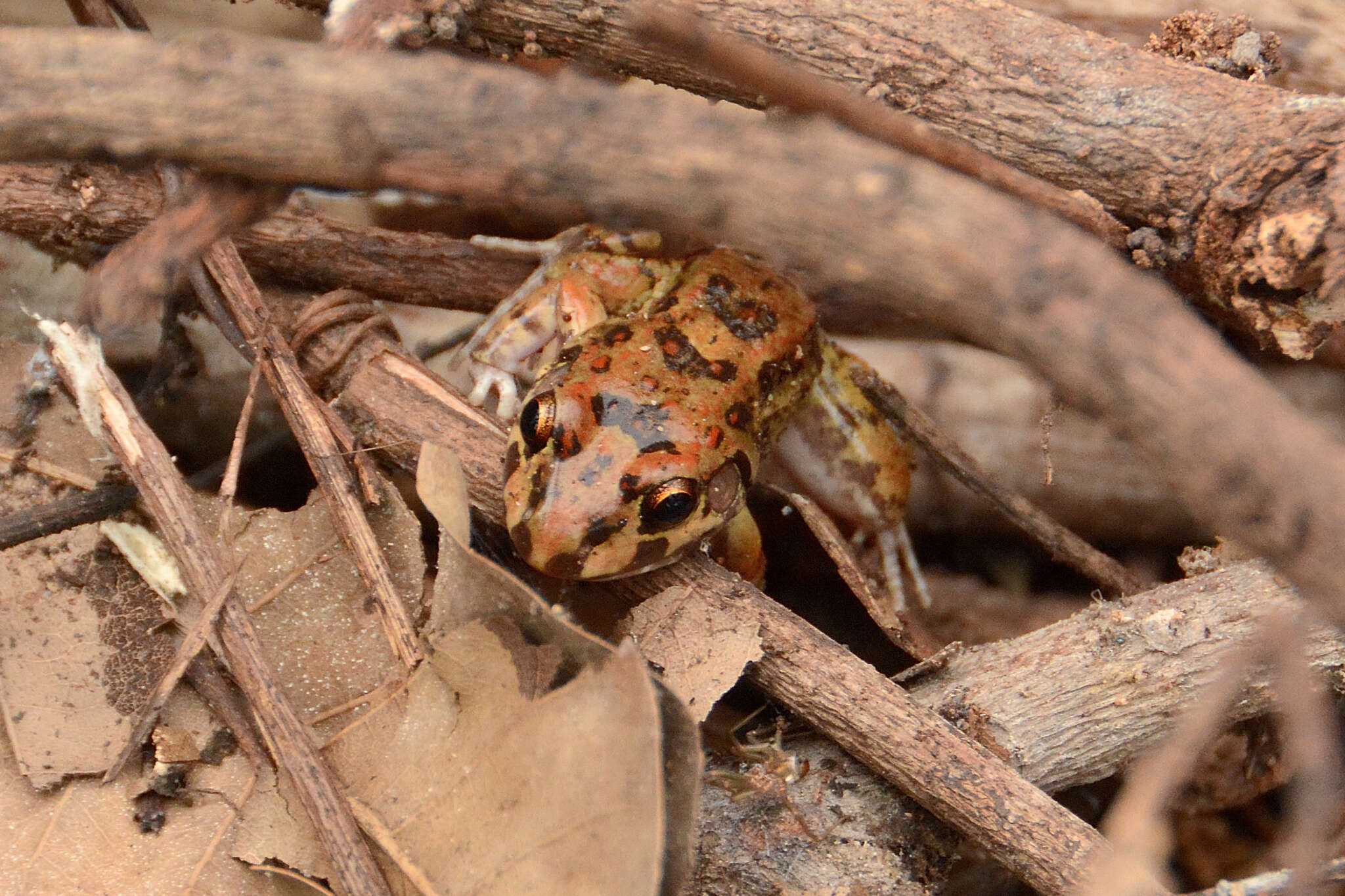 Слика од Leptodactylus troglodytes Lutz 1926