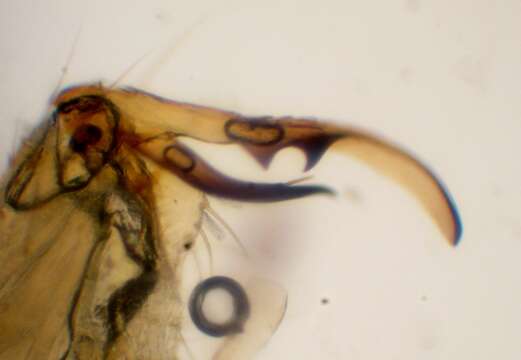 صورة Gonomyia (Prolipophleps) divergens Bangerter 1947