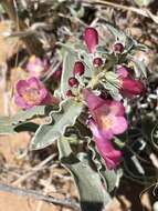 Image de Penstemon albomarginatus M. E. Jones