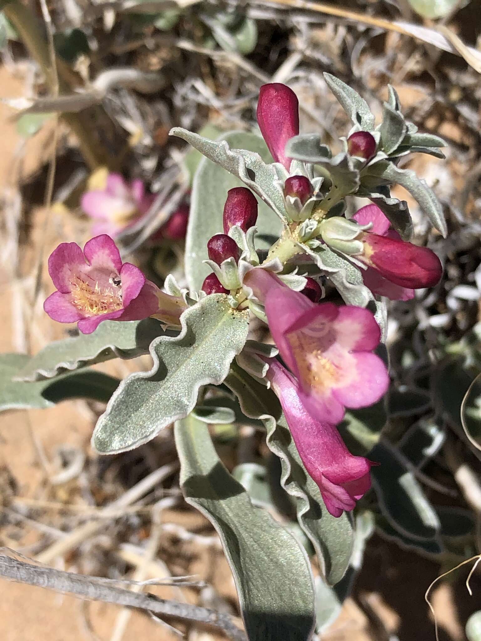 Image de Penstemon albomarginatus M. E. Jones