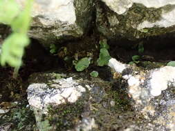 Image of Sauteria alpina (Nees) Nees