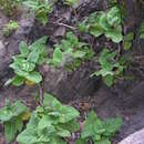 Image of Salvia broussonetii Benth.