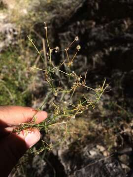 Image of limestone bedstraw