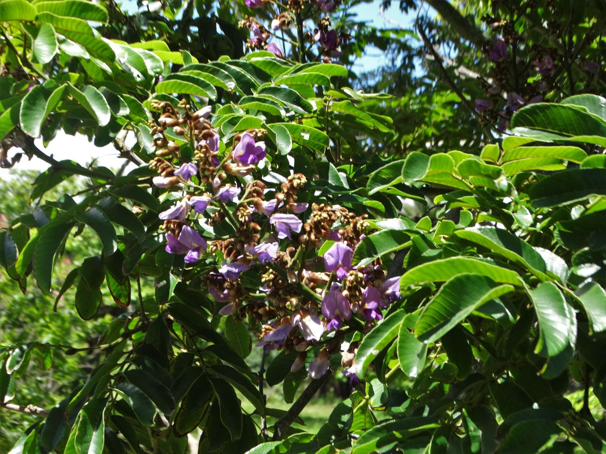 Image de Millettia grandis (E. Mey.) Skeels