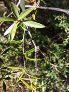 Image de Leptospermum microcarpum Cheel