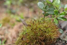 Image of toothedleaf nitrogen moss