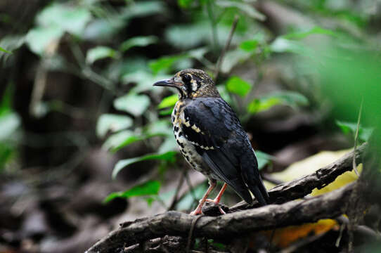 Image of Ashy Thrush