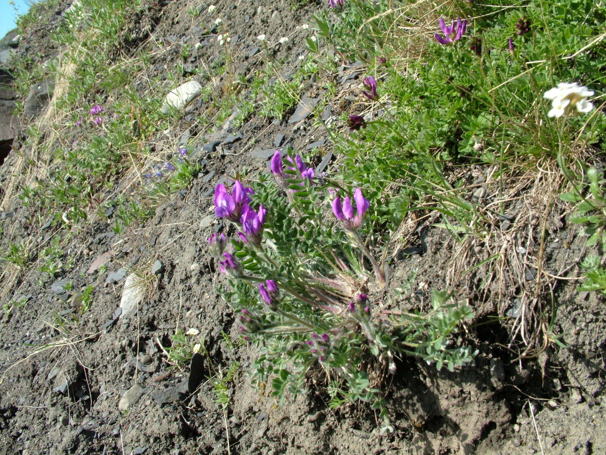 Image of Oxytropis arctica subsp. taimyrensis