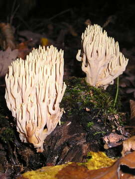 Слика од Ramaria stricta (Pers.) Quél. 1888