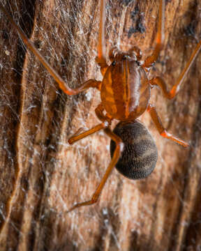 Image de Scytodes fusca Walckenaer 1837