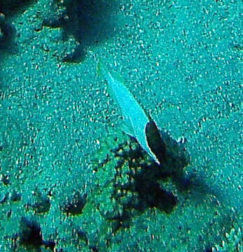 Image of Banded Reed Cod