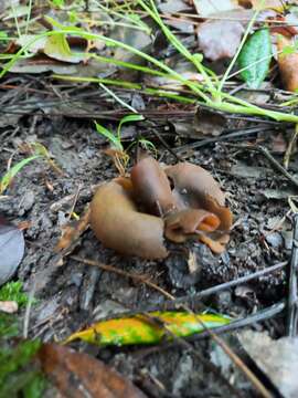 Image of Phylloscypha boltonii