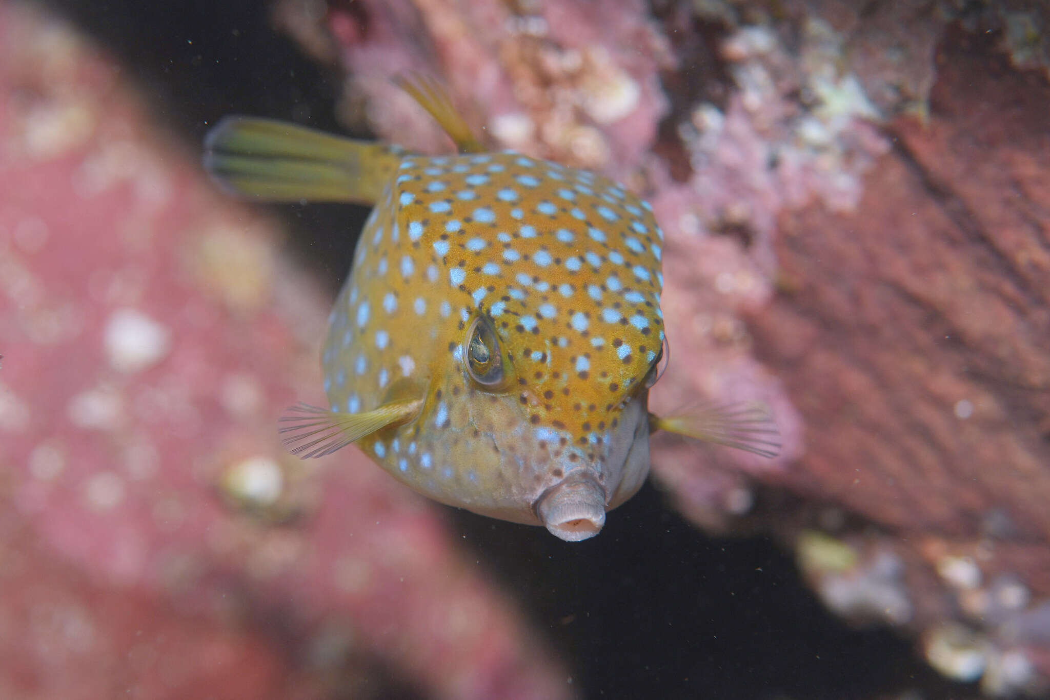 Image of Ostracion immaculatus Temminck & Schlegel 1850