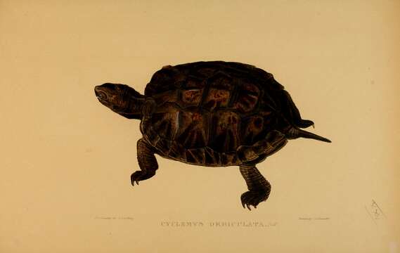 Image of Asian Leaf Turtle