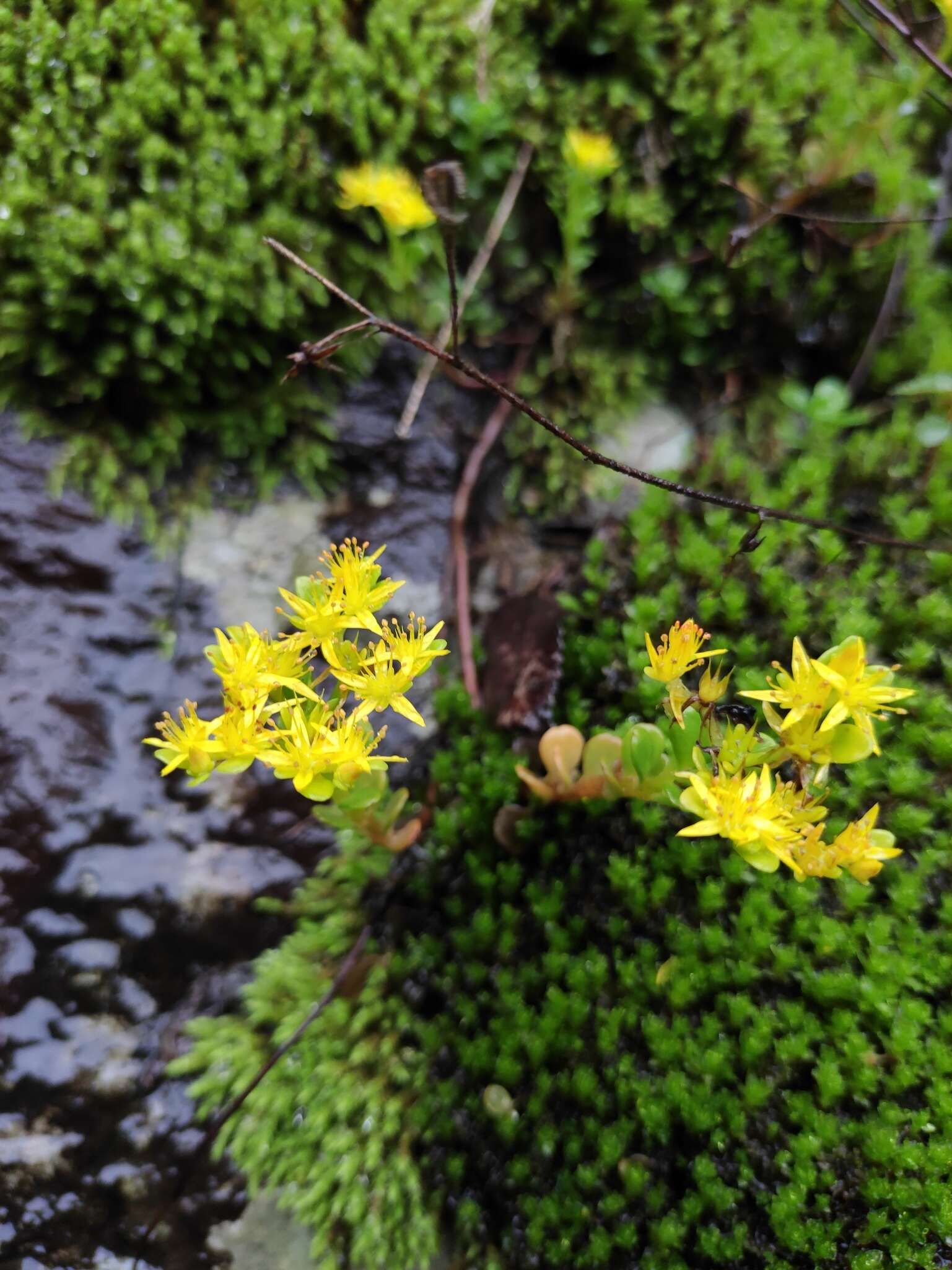 Sivun Sedum emarginatum Migo kuva