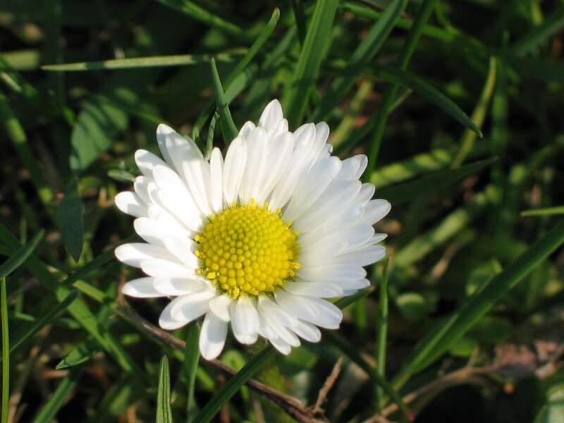 Image of Daisy