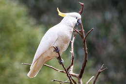 Image of Sulphur-crested Cockatoo