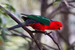 Image of Australian King Parrot