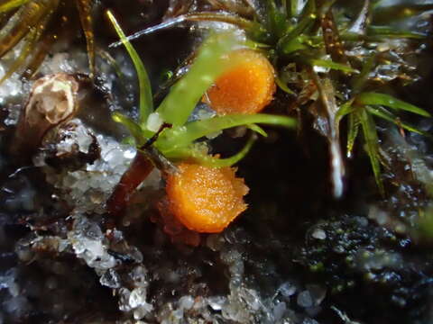 Image of Octospora tuberculata (Seaver) Caillet & Moyne 1980